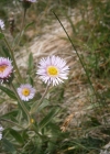 Einzelbild 5 Alpen-Berufkraut - Erigeron alpinus