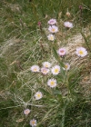 Einzelbild 6 Alpen-Berufkraut - Erigeron alpinus