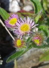 Einzelbild 7 Alpen-Berufkraut - Erigeron alpinus