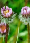 Einzelbild 7 Einköpfiges Berufkraut - Erigeron uniflorus