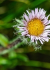 Einzelbild 8 Einköpfiges Berufkraut - Erigeron uniflorus
