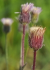 Einzelbild 5 Scharfes Berufkraut - Erigeron acris