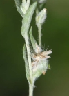 Einzelbild 6 Acker-Filzkraut - Filago arvensis