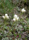 Einzelbild 6 Gemeines Katzenpfötchen - Antennaria dioica