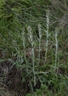 Einzelbild 7 Wald-Ruhrkraut - Gnaphalium sylvaticum