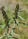 Einzelbild 6 Norwegisches Ruhrkraut - Gnaphalium norvegicum