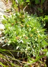 Einzelbild 5 Niedriges Ruhrkraut - Gnaphalium supinum
