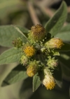 Einzelbild 5 Dürrwurz-Alant - Inula conyzae