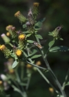 Einzelbild 6 Dürrwurz-Alant - Inula conyzae