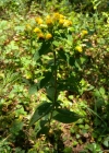 Einzelbild 7 Dürrwurz-Alant - Inula conyzae