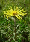 Einzelbild 5 Rauer Alant - Inula hirta