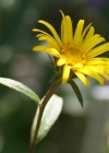 Einzelbild 6 Rauer Alant - Inula hirta