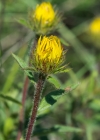 Einzelbild 8 Rauer Alant - Inula hirta