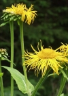 Einzelbild 6 Grosses Rindsauge - Telekia speciosa