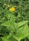 Einzelbild 7 Grosses Rindsauge - Telekia speciosa