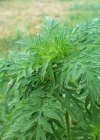 Einzelbild 8 Aufrechtes Traubenkraut - Ambrosia artemisiifolia