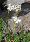 Einzelbild 4 Moschus-Schafgarbe - Achillea erba-rotta subsp. moschata