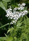 Einzelbild 1 Grossblättrige Schafgarbe - Achillea macrophylla
