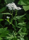 Einzelbild 5 Grossblättrige Schafgarbe - Achillea macrophylla