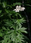Einzelbild 6 Grossblättrige Schafgarbe - Achillea macrophylla