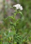 Einzelbild 8 Grossblättrige Schafgarbe - Achillea macrophylla