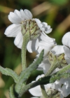 Einzelbild 6 Sumpf-Schafgarbe - Achillea ptarmica