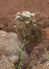 Einzelbild 7 Sumpf-Schafgarbe - Achillea ptarmica