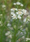 Einzelbild 8 Sumpf-Schafgarbe - Achillea ptarmica