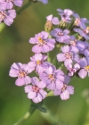 Einzelbild 7 Gewöhnliche Wiesen-Schafgarbe - Achillea millefolium