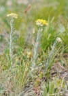 Einzelbild 4 Gelbe Schafgarbe - Achillea tomentosa