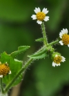 Einzelbild 8 Bewimpertes Knopfkraut - Galinsoga quadriradiata