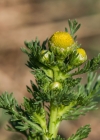 Einzelbild 8 Strahlenlose Kamille - Matricaria discoidea