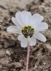 Einzelbild 5 Alpenmargerite - Leucanthemopsis alpina