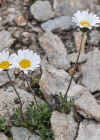 Einzelbild 7 Alpenmargerite - Leucanthemopsis alpina