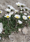 Einzelbild 8 Alpenmargerite - Leucanthemopsis alpina