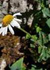 Einzelbild 7 Berg-Wiesen-Margerite - Leucanthemum adustum