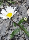 Einzelbild 1 Hallers Margerite - Leucanthemum halleri