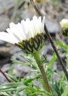 Einzelbild 6 Hallers Margerite - Leucanthemum halleri
