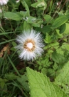 Einzelbild 8 Huflattich - Tussilago farfara