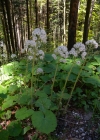 Einzelbild 4 Weisse Pestwurz - Petasites albus