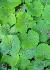 Einzelbild 5 Weisse Pestwurz - Petasites albus