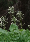 Einzelbild 6 Weisse Pestwurz - Petasites albus