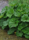 Einzelbild 6 Rote Pestwurz - Petasites hybridus