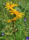 Einzelbild 5 Arnika - Arnica montana