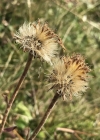 Einzelbild 7 Arnika - Arnica montana