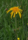 Einzelbild 8 Arnika - Arnica montana