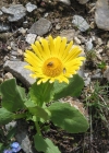 Einzelbild 5 Grossköpfige Gämswurz - Doronicum grandiflorum