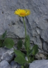 Einzelbild 6 Grossköpfige Gämswurz - Doronicum grandiflorum