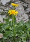 Einzelbild 8 Grossköpfige Gämswurz - Doronicum grandiflorum