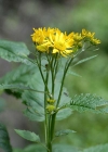 Einzelbild 5 Alpen-Greiskraut - Senecio alpinus